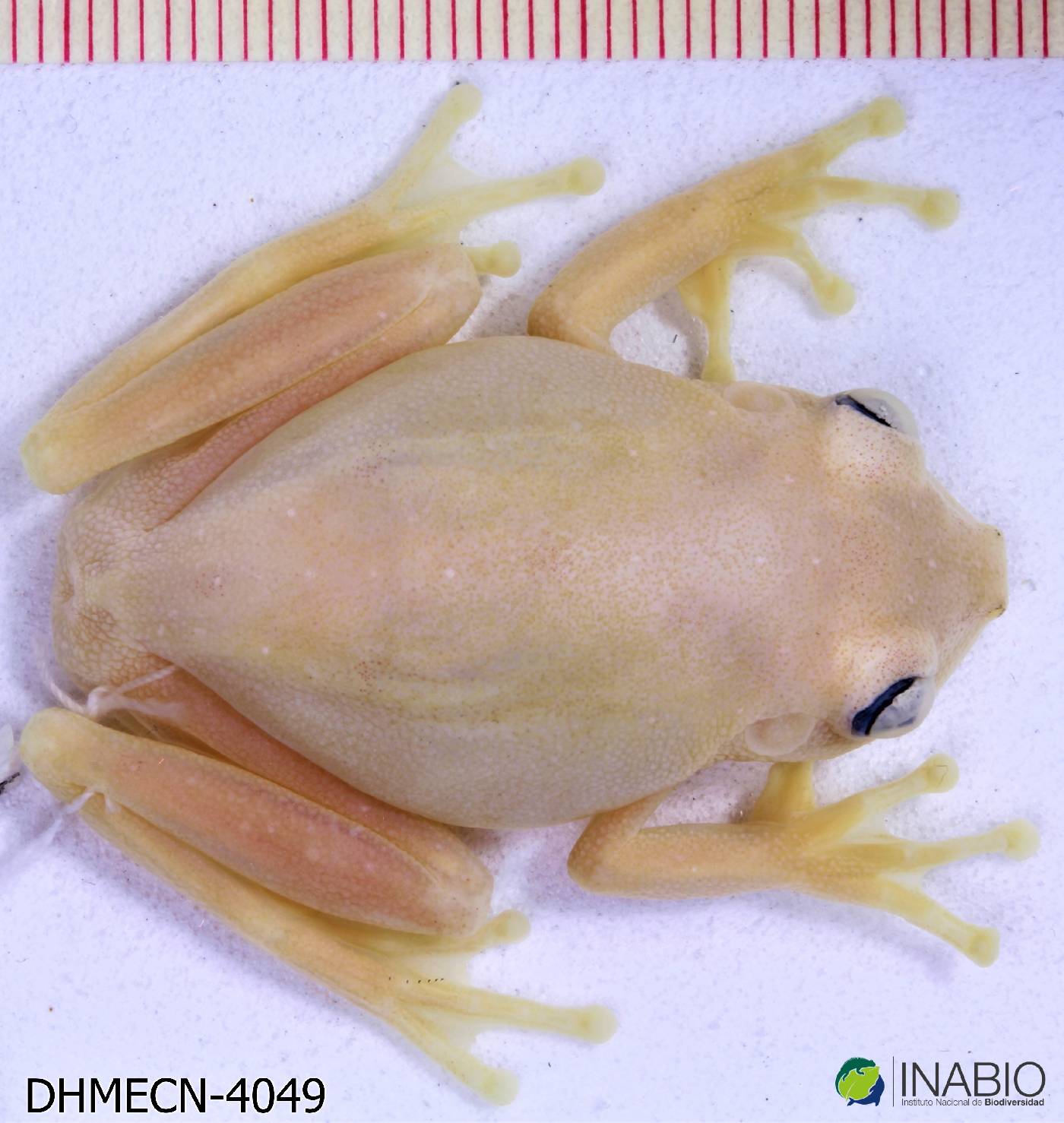 Boana cinerascens image