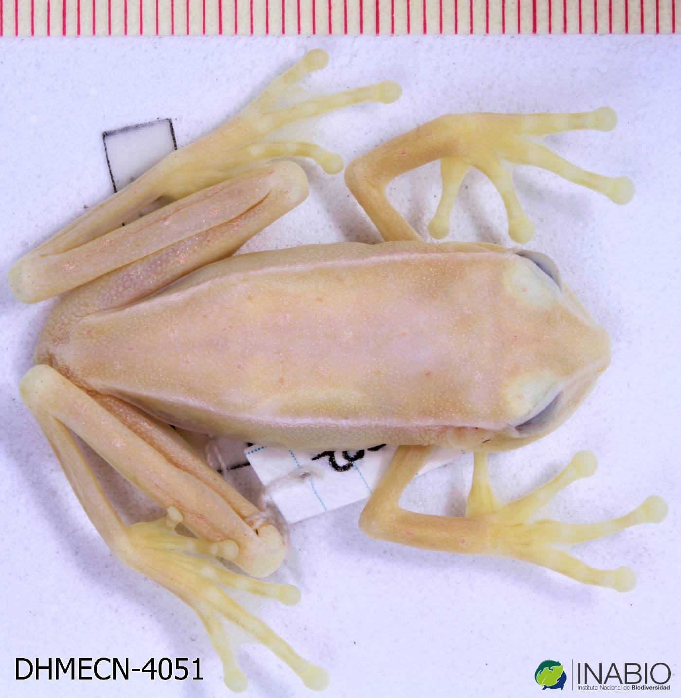 Boana punctata image