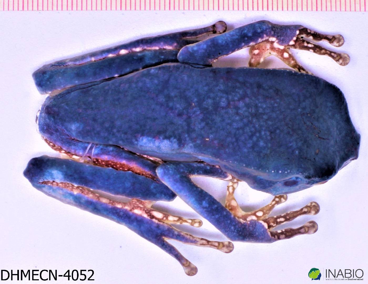 Phyllomedusa tarsius image