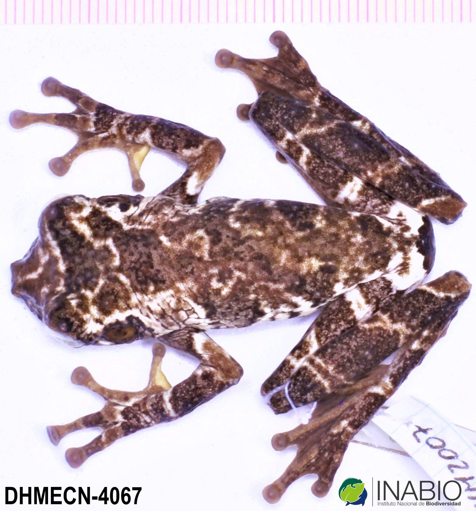 Osteocephalus cabrerai image