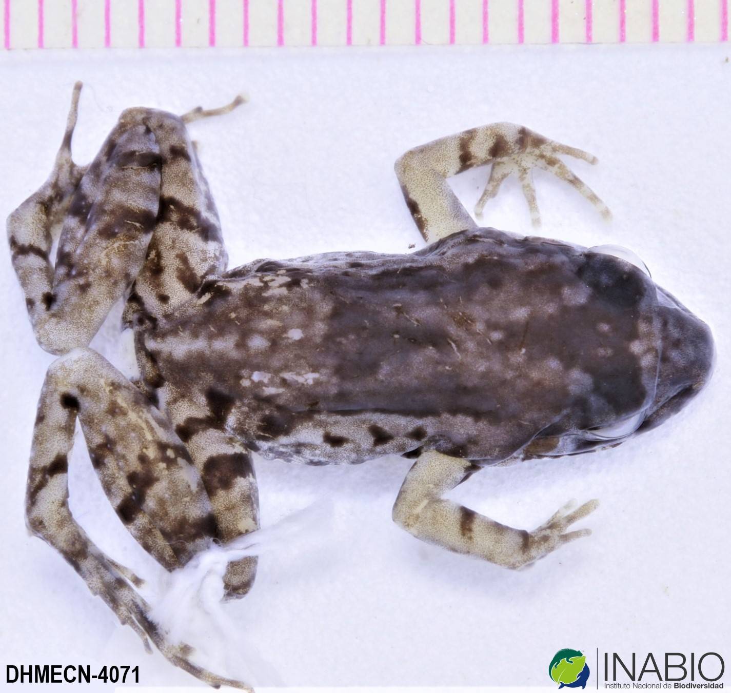 Adenomera andreae image