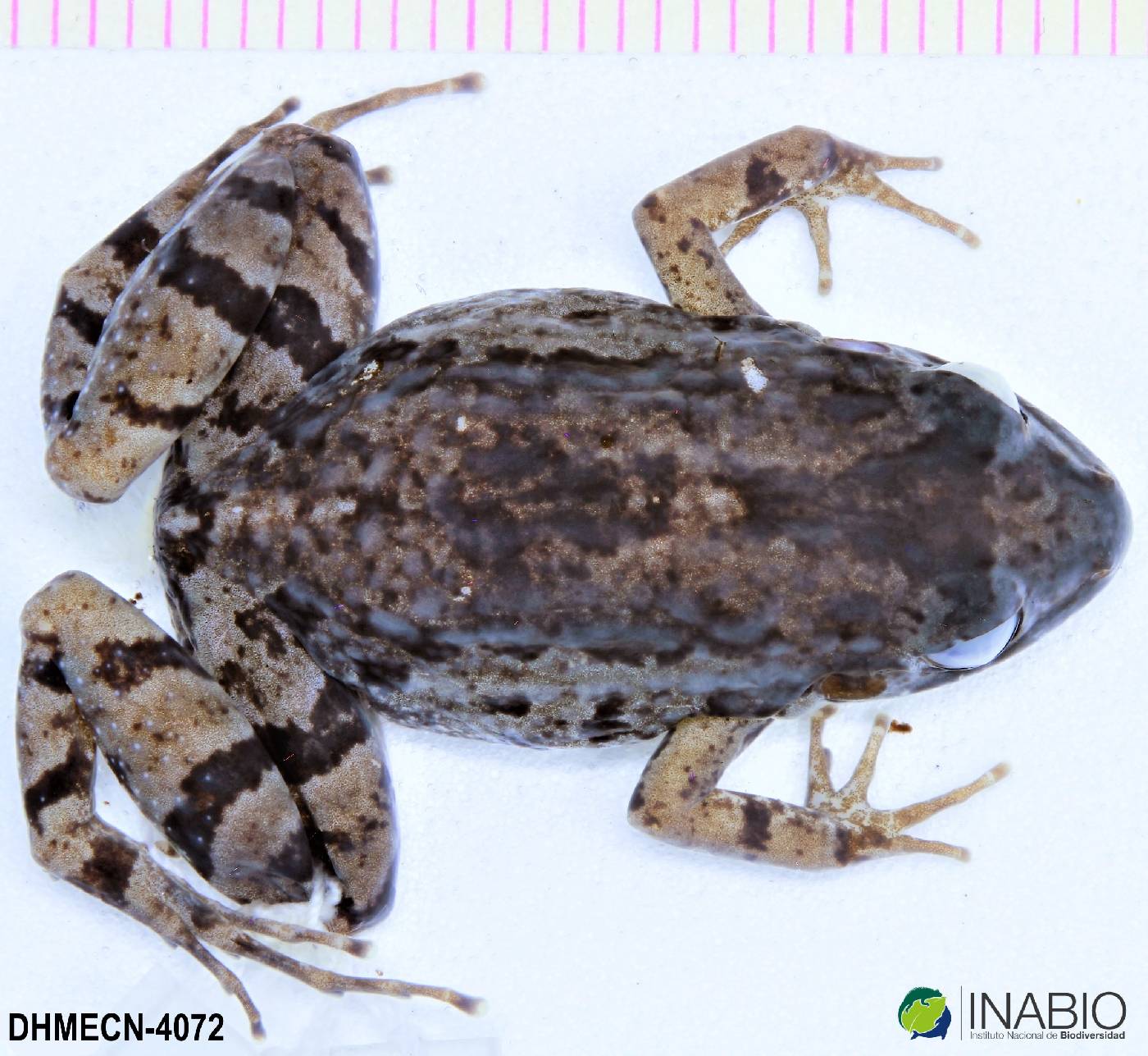 Leptodactylidae image