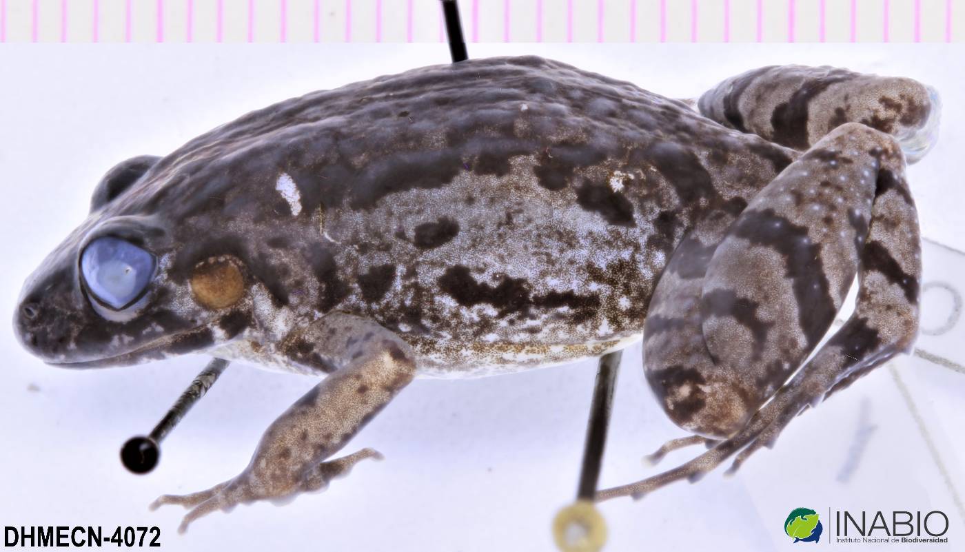 Leptodactylus discodactylus image