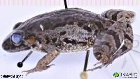 Leptodactylus discodactylus image