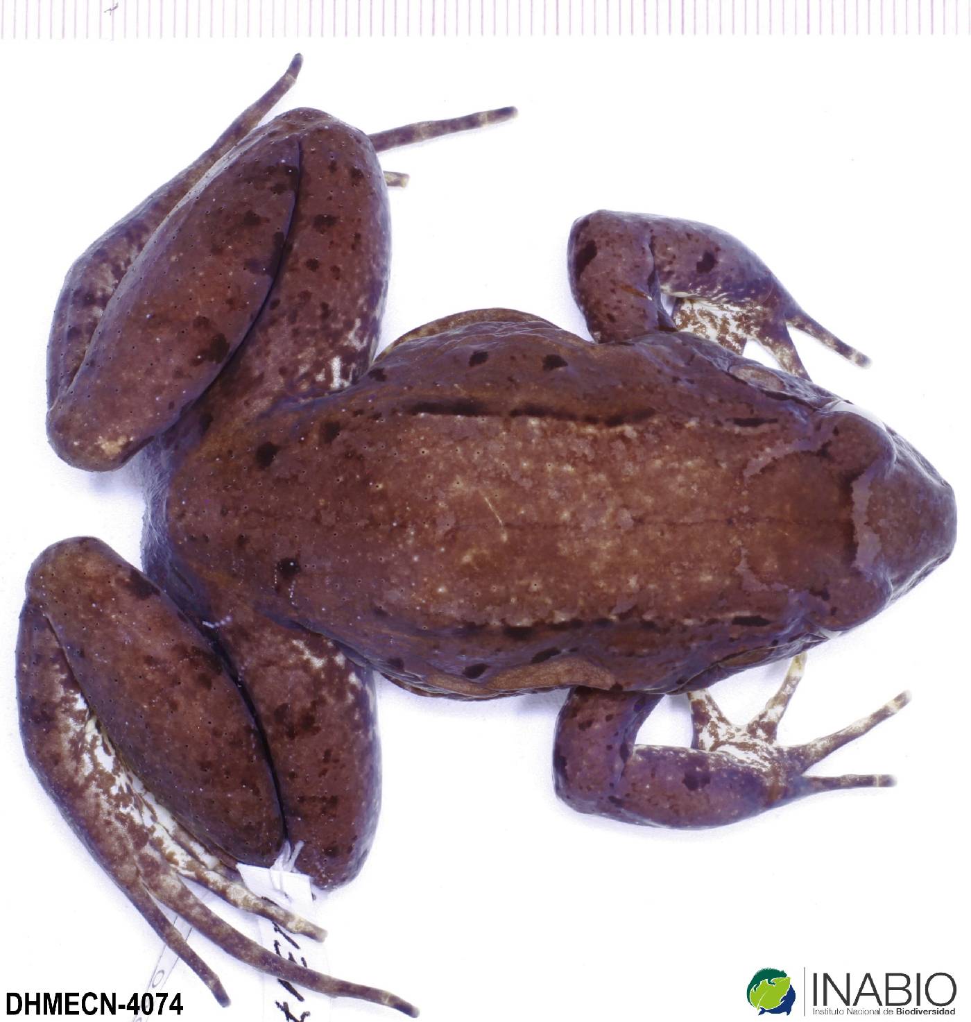 Leptodactylus wagneri image