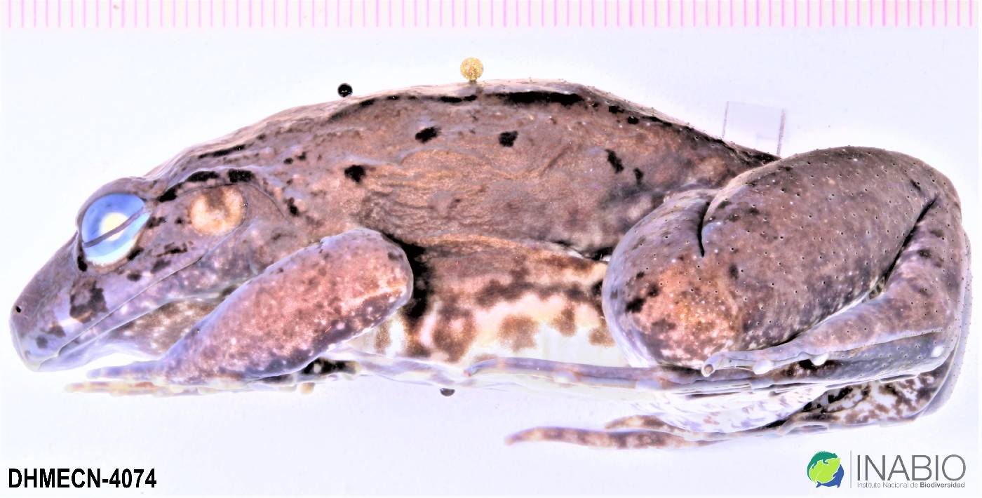 Leptodactylus wagneri image