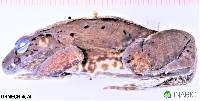 Leptodactylus wagneri image