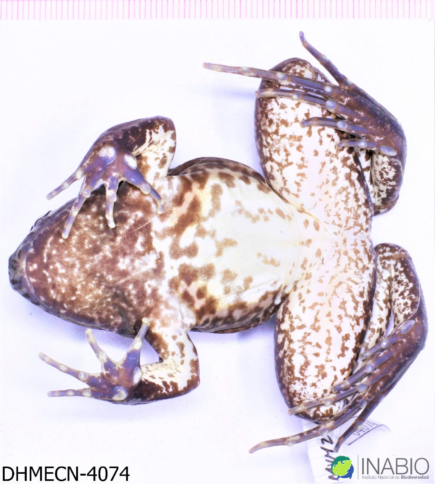 Leptodactylus wagneri image