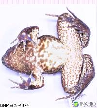 Leptodactylus wagneri image