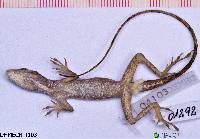 Anolis fuscoauratus image