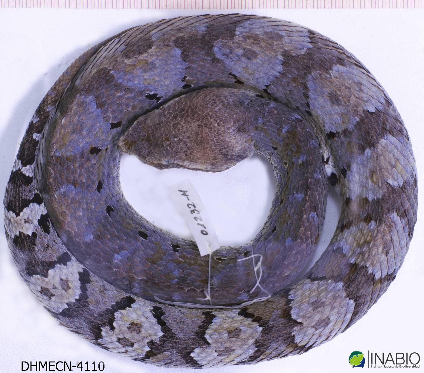 Bothrocophias image