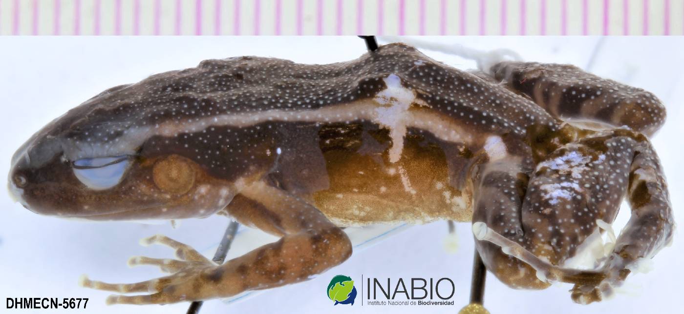 Lithodytes lineatus image