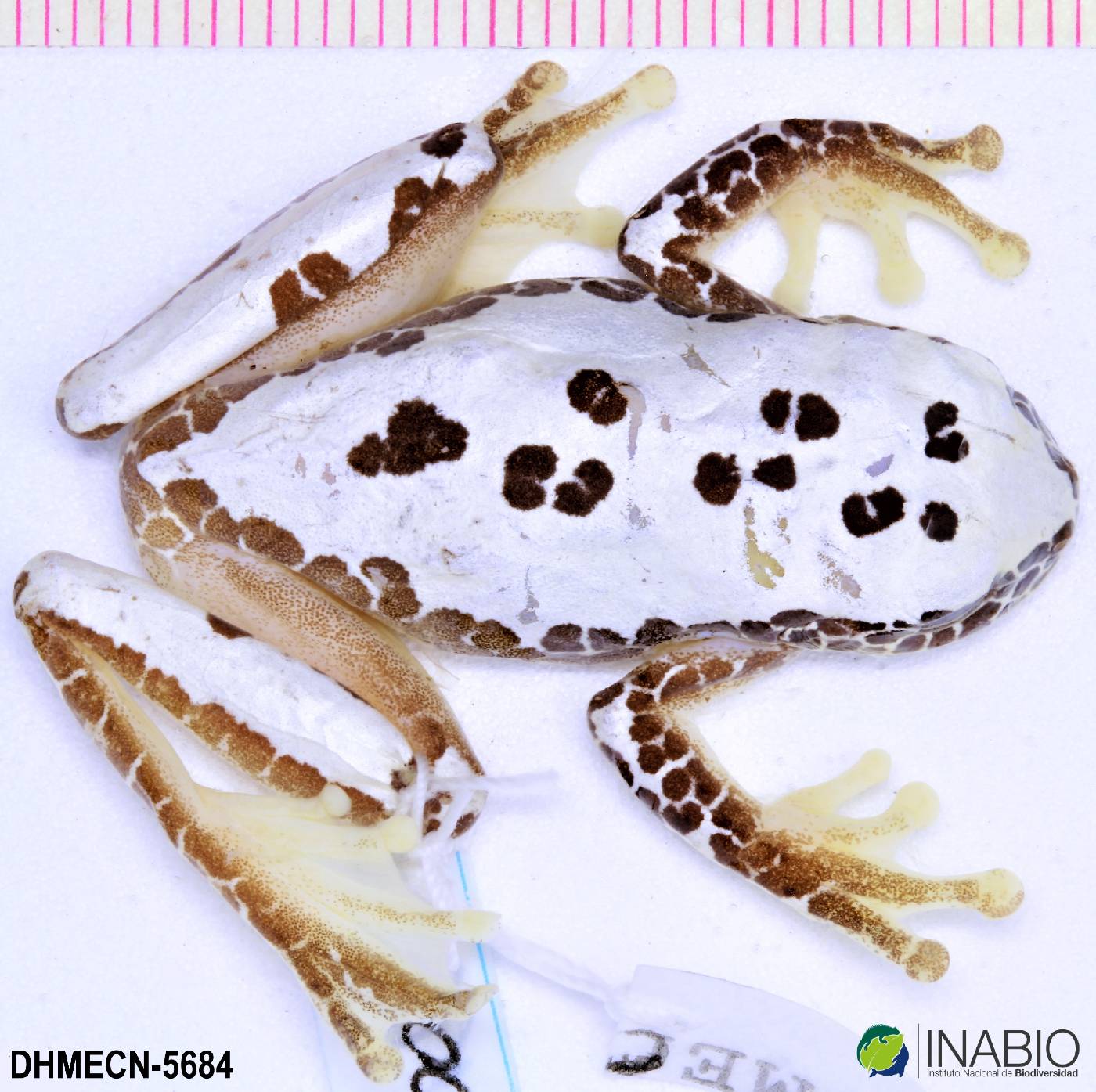 Dendropsophus triangulum image