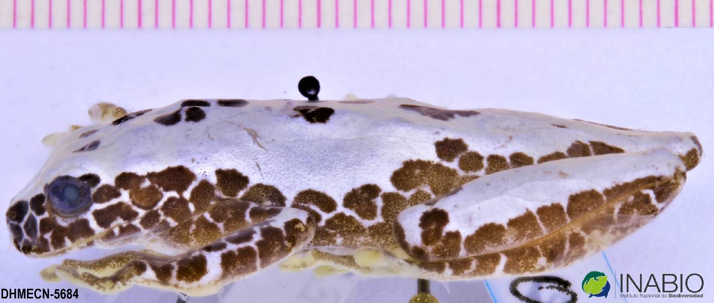 Dendropsophus triangulum image