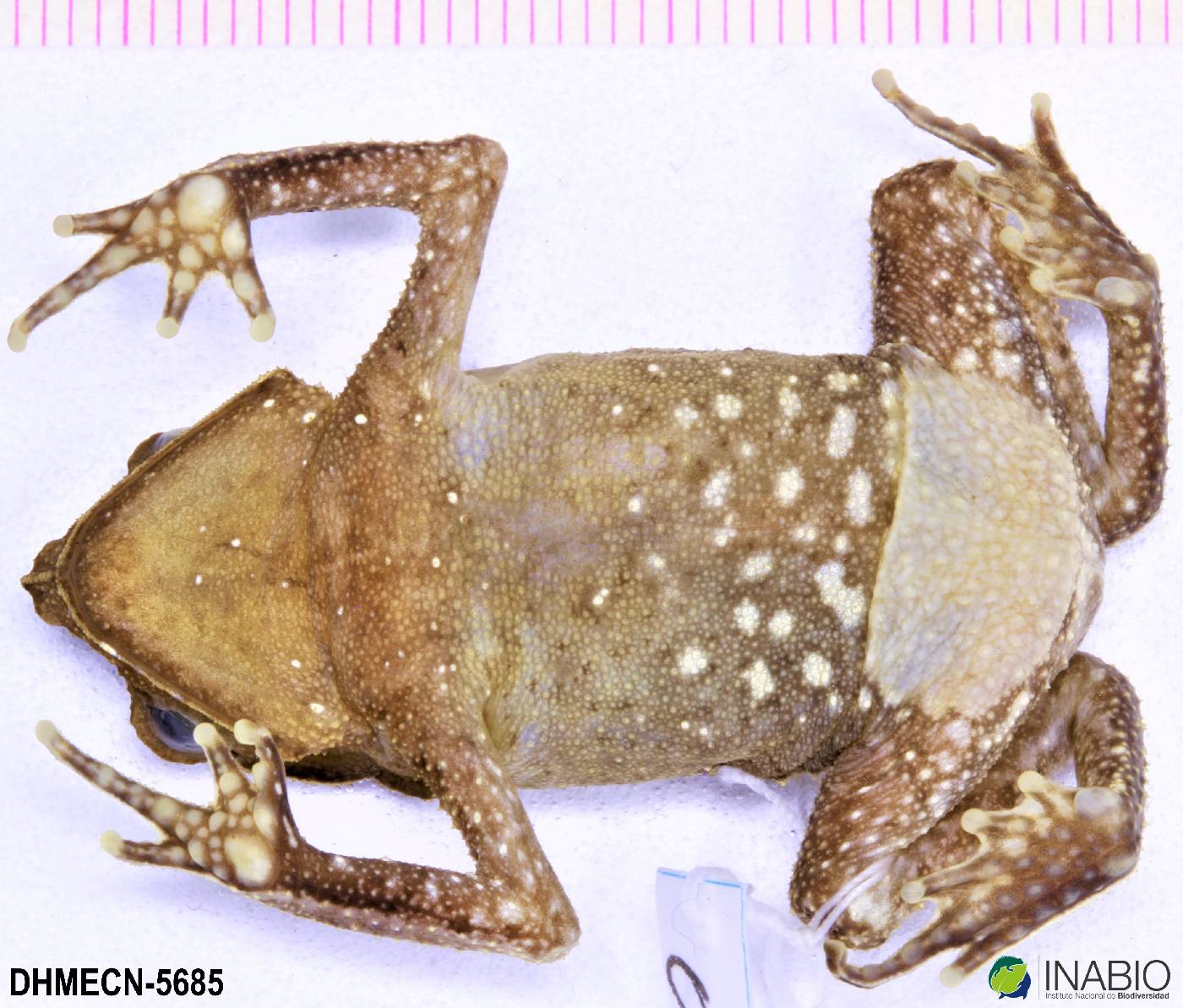 Rhinella image