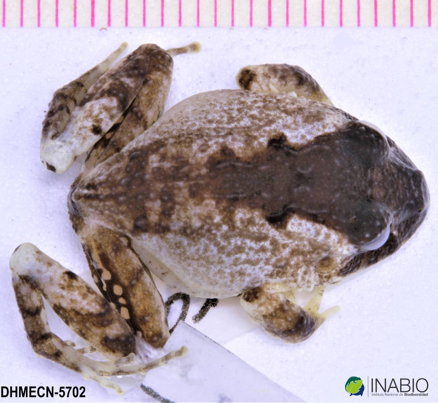 Strabomantis sulcatus image