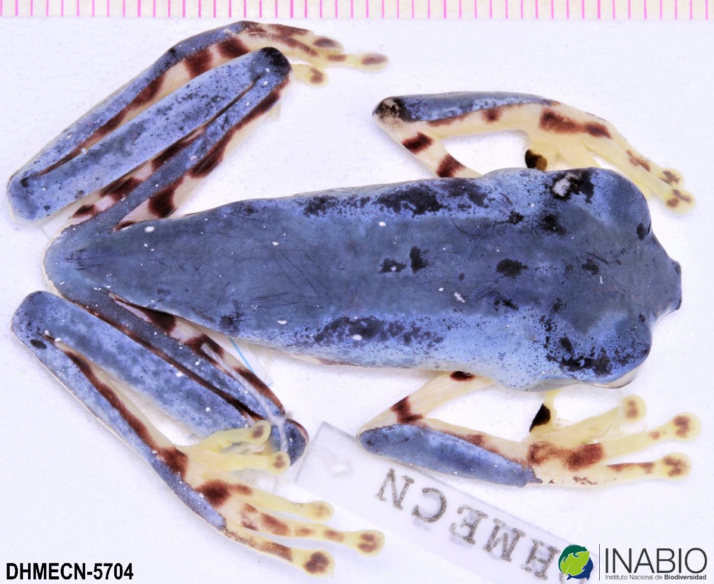 Phyllomedusa tomopterna image