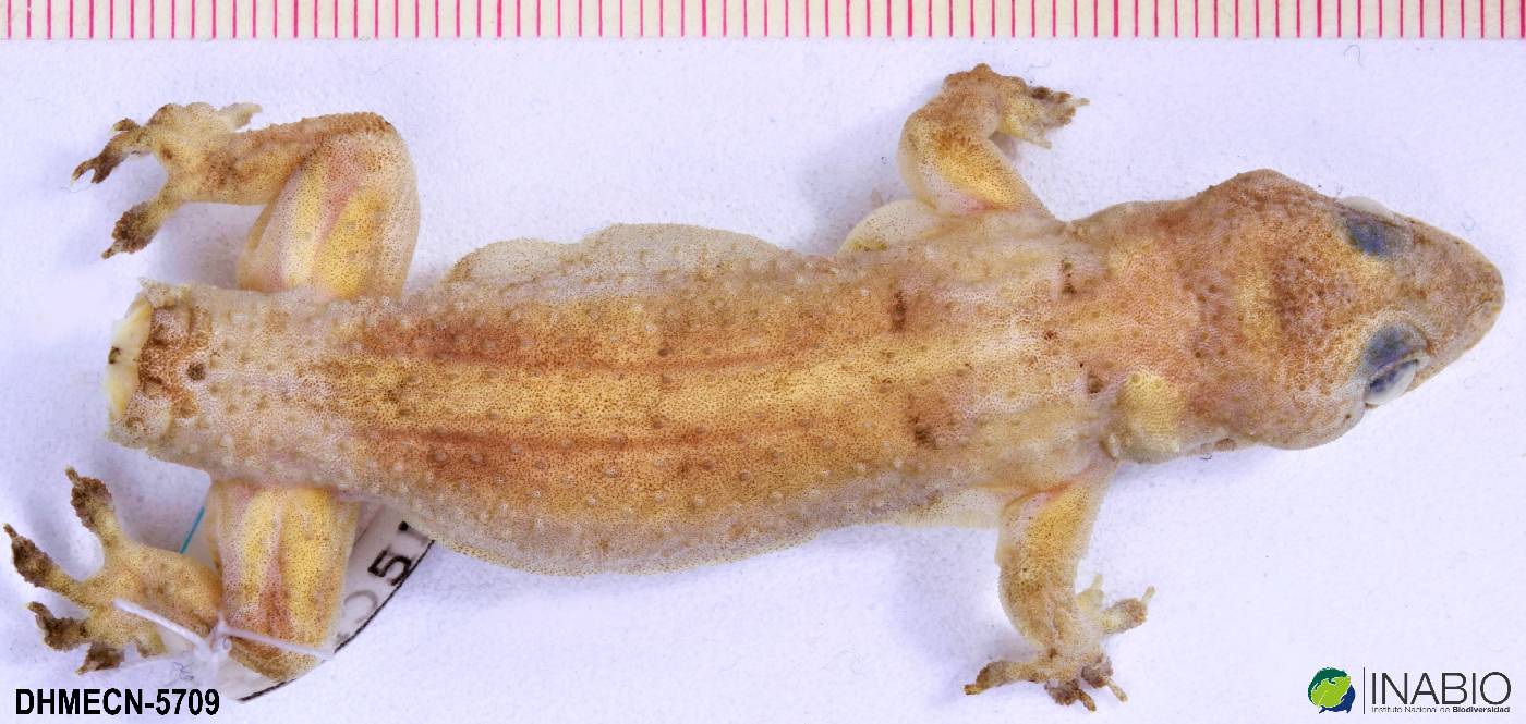 Hemidactylus mabouia image