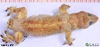 Hemidactylus mabouia image