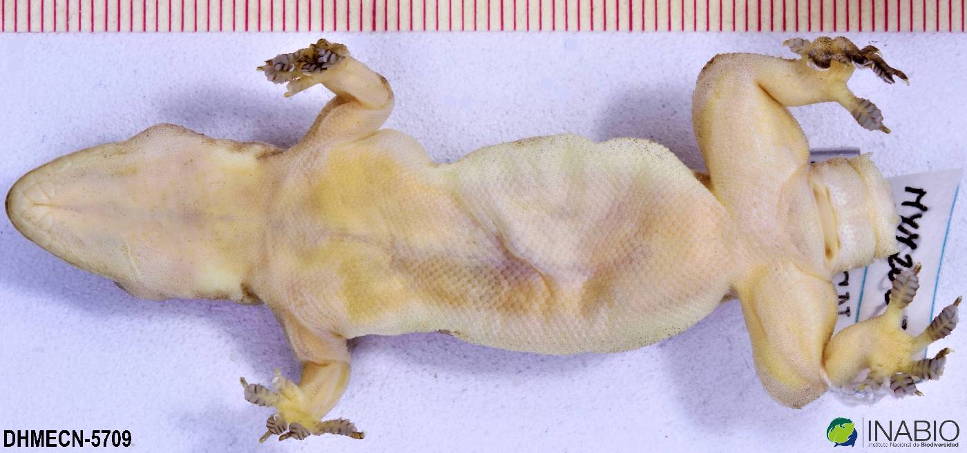 Hemidactylus mabouia image