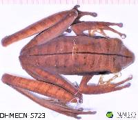 Image of Boana lanciformis