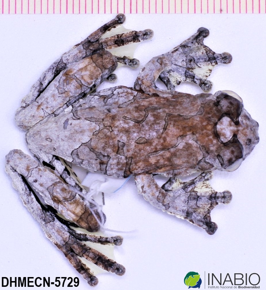 Dendropsophus marmoratus image