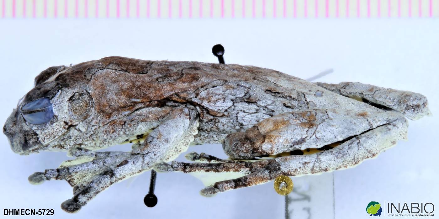 Dendropsophus marmoratus image