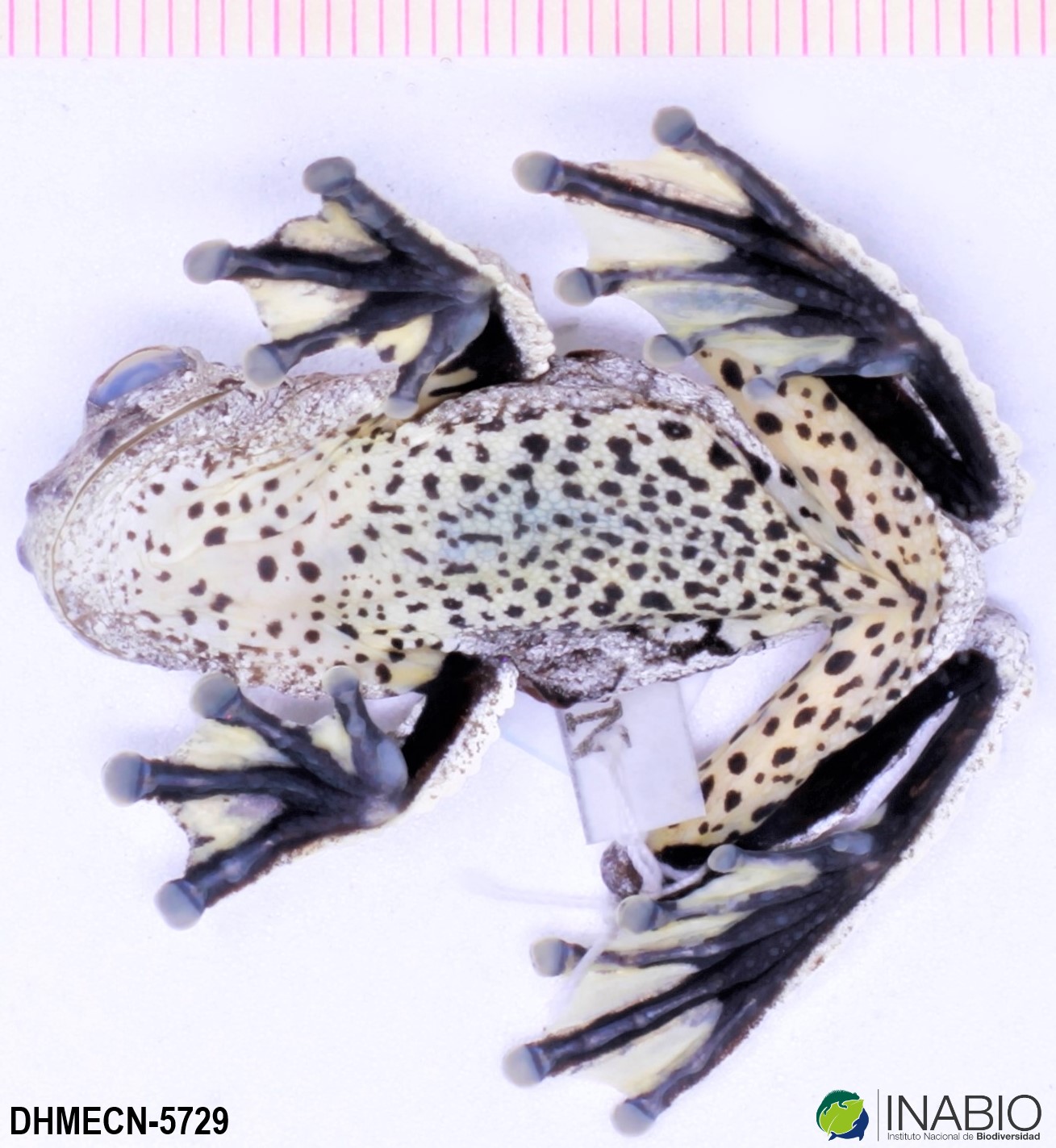 Dendropsophus marmoratus image