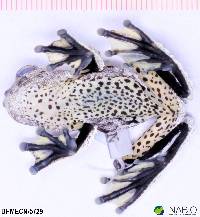 Dendropsophus marmoratus image