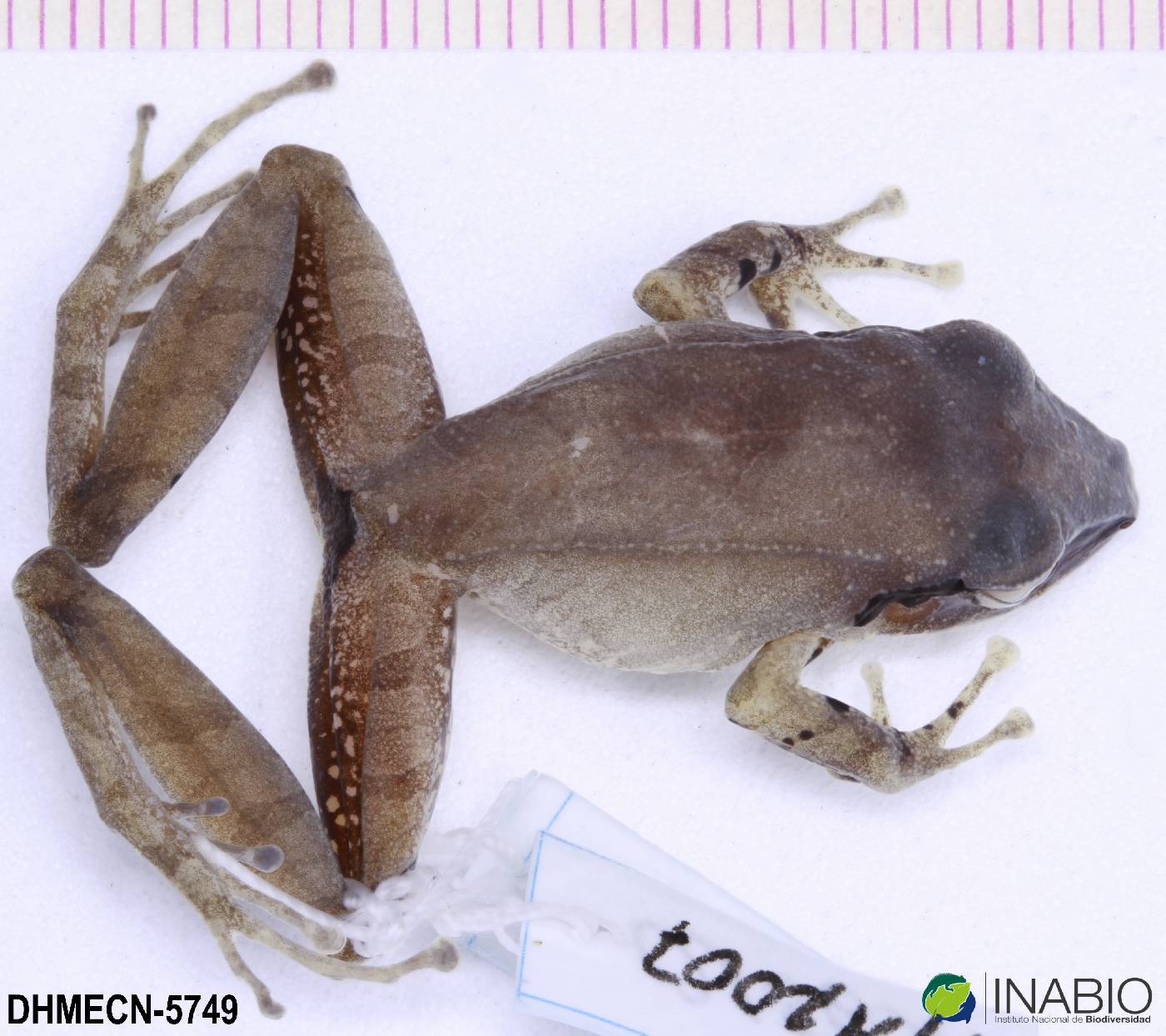 Pristimantis peruvianus image