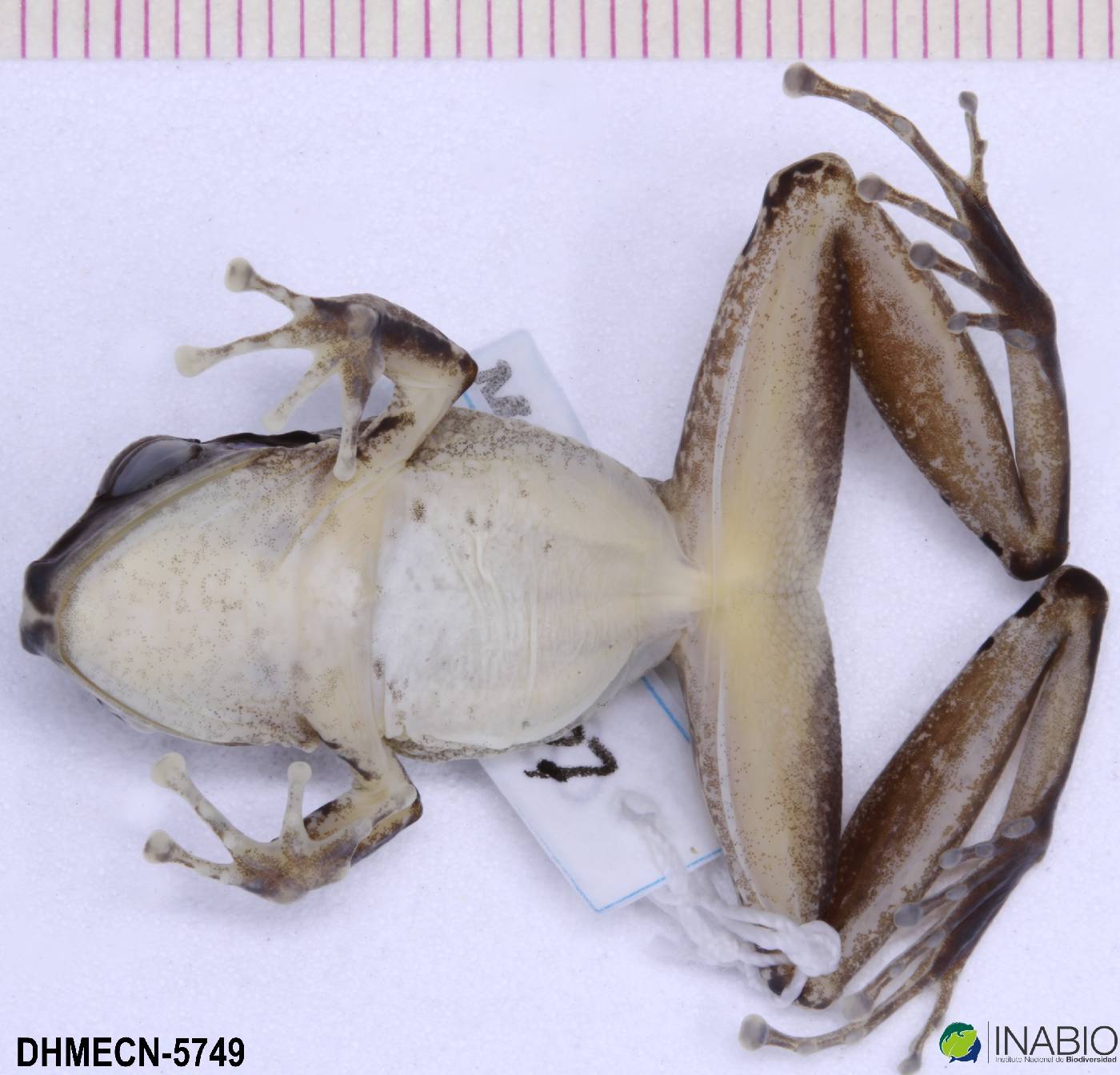 Pristimantis peruvianus image