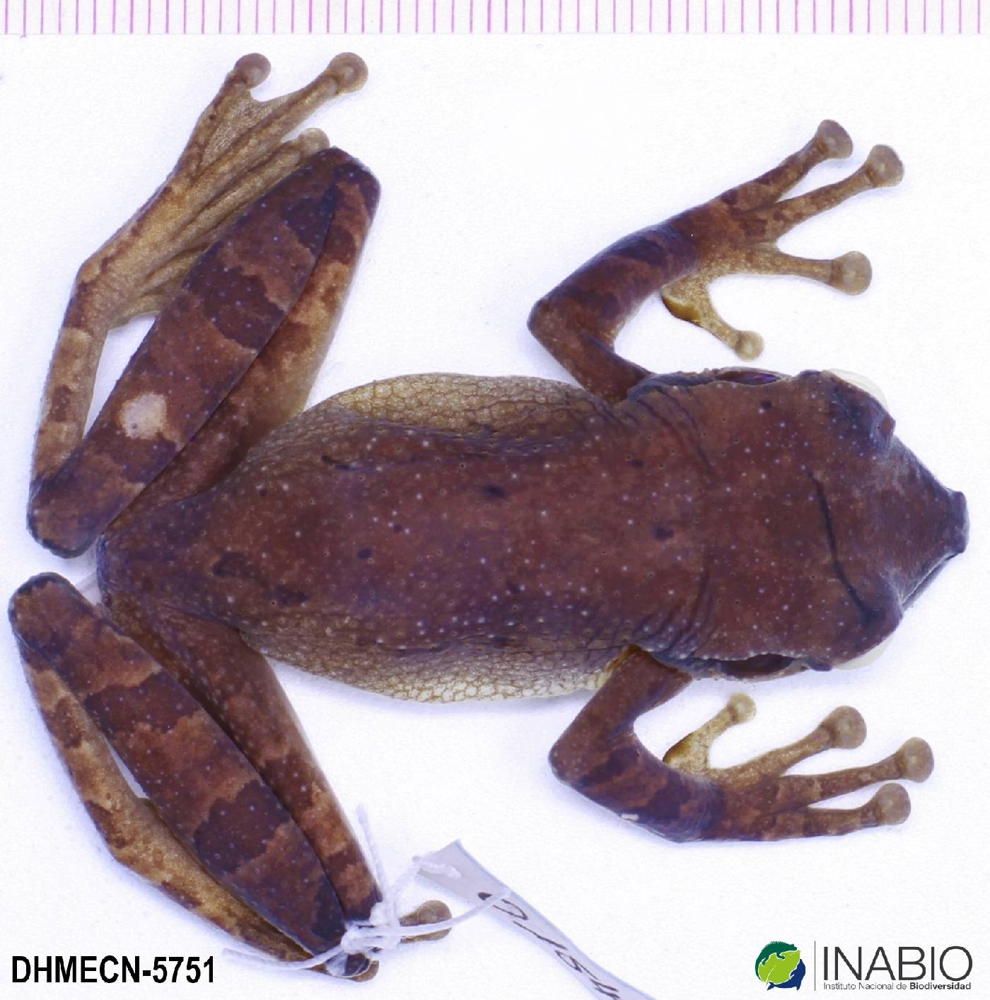 Osteocephalus deridens image