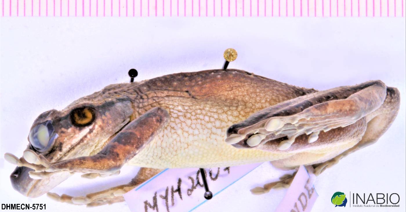 Osteocephalus deridens image