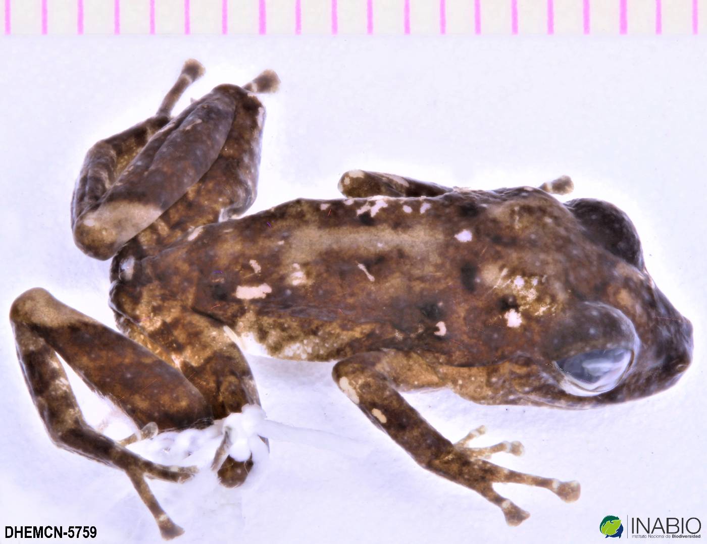 Pristimantis variabilis image