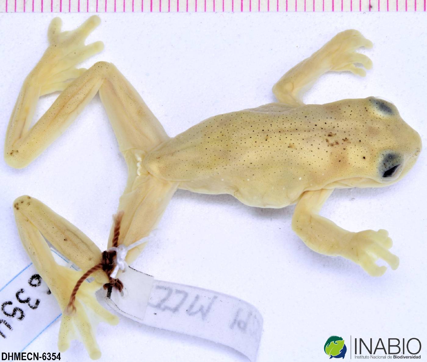 Hyloscirtus phyllognathus image