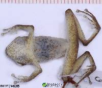 Pristimantis quaquaversus image