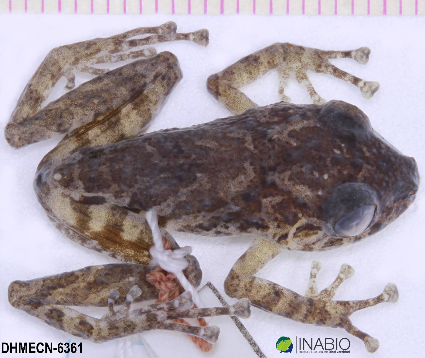 Pristimantis diadematus image