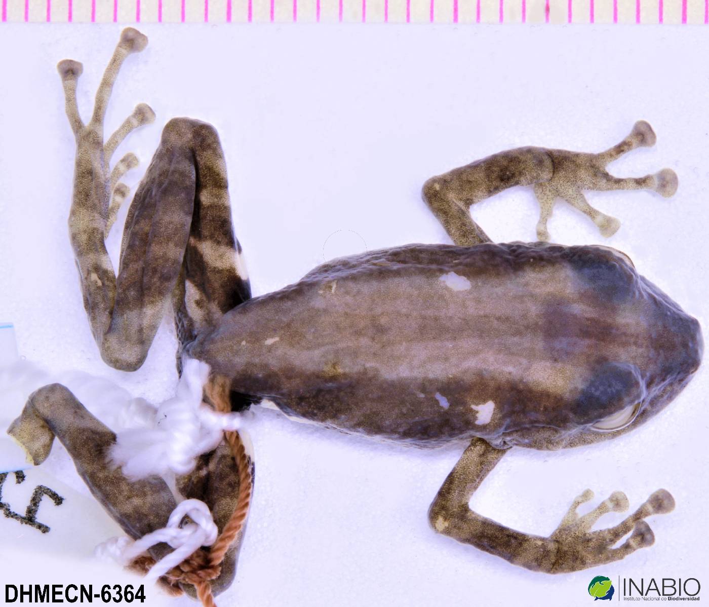 Pristimantis altamazonicus image