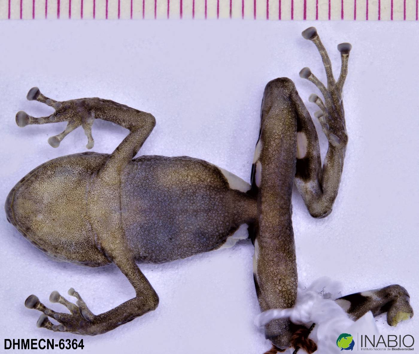 Pristimantis altamazonicus image