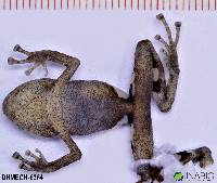 Pristimantis altamazonicus image