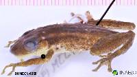 Scinax ruber image