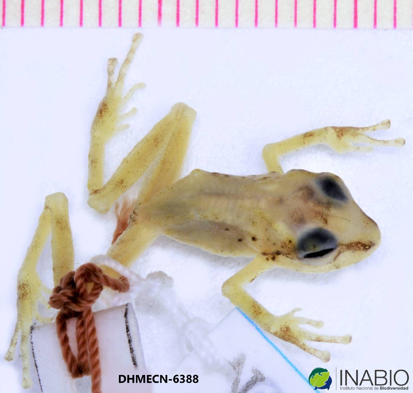 Pristimantis chloronotus image