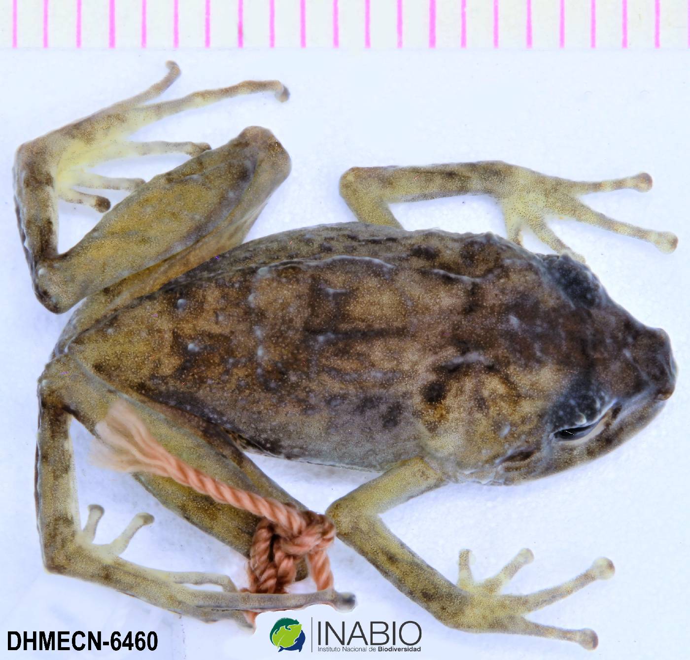 Pristimantis leoni image