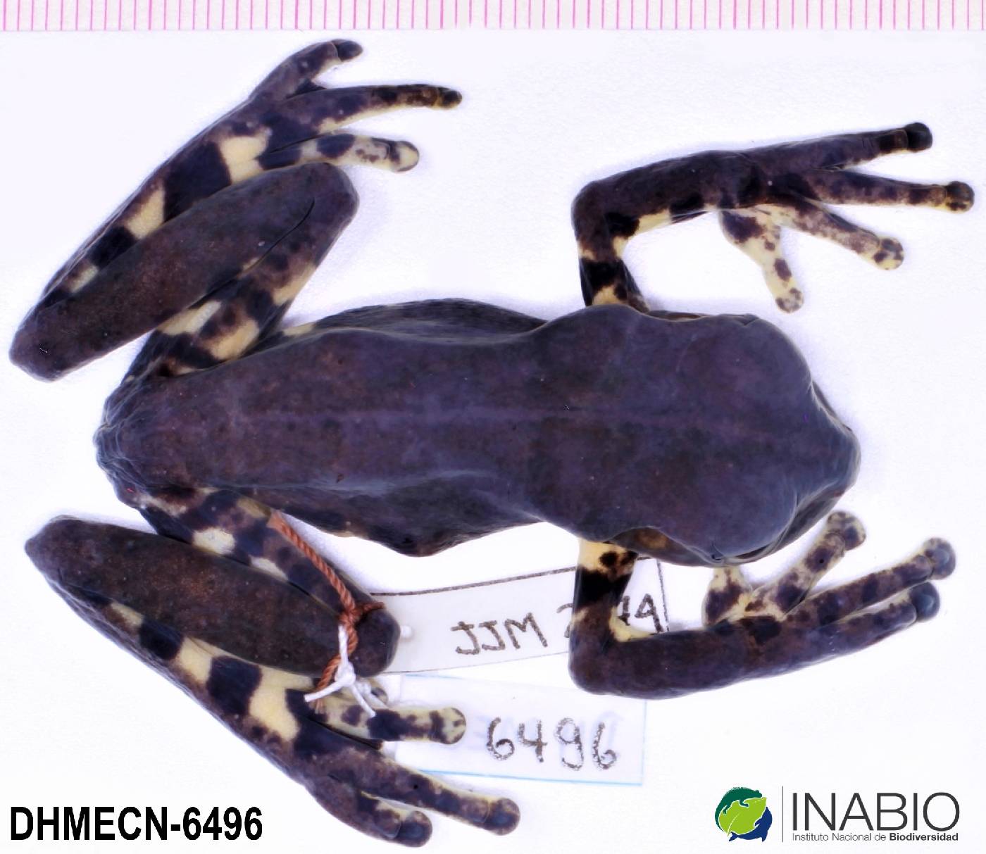 Hyloscirtus larinopygion image