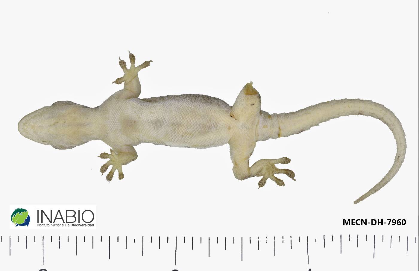 Gekkonidae image