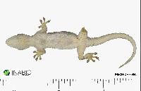 Hemidactylus mabouia image