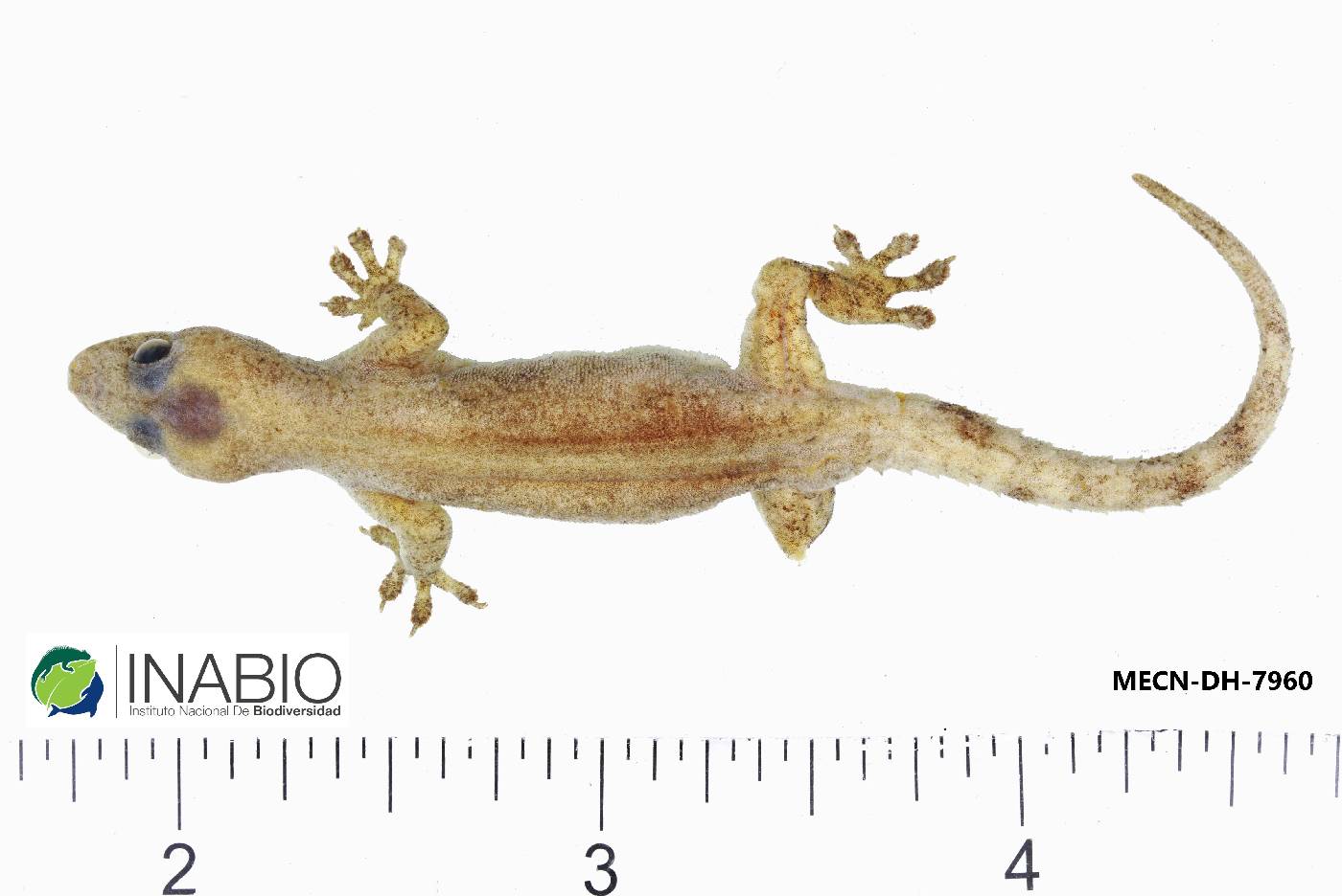 Gekkonidae image