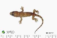 Hemidactylus mabouia image