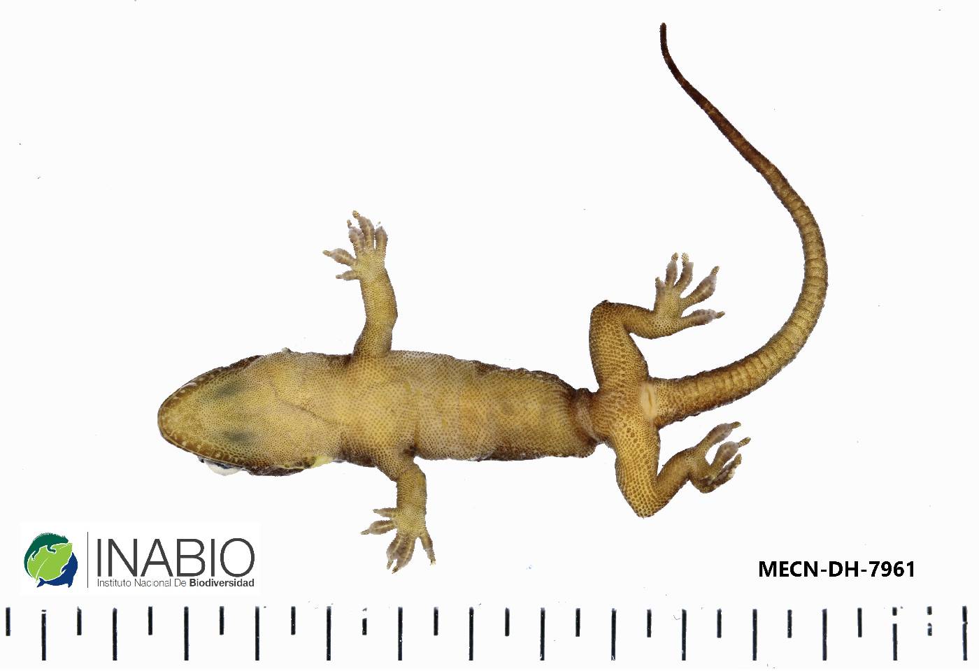 Hemidactylus mabouia image