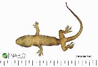 Hemidactylus mabouia image